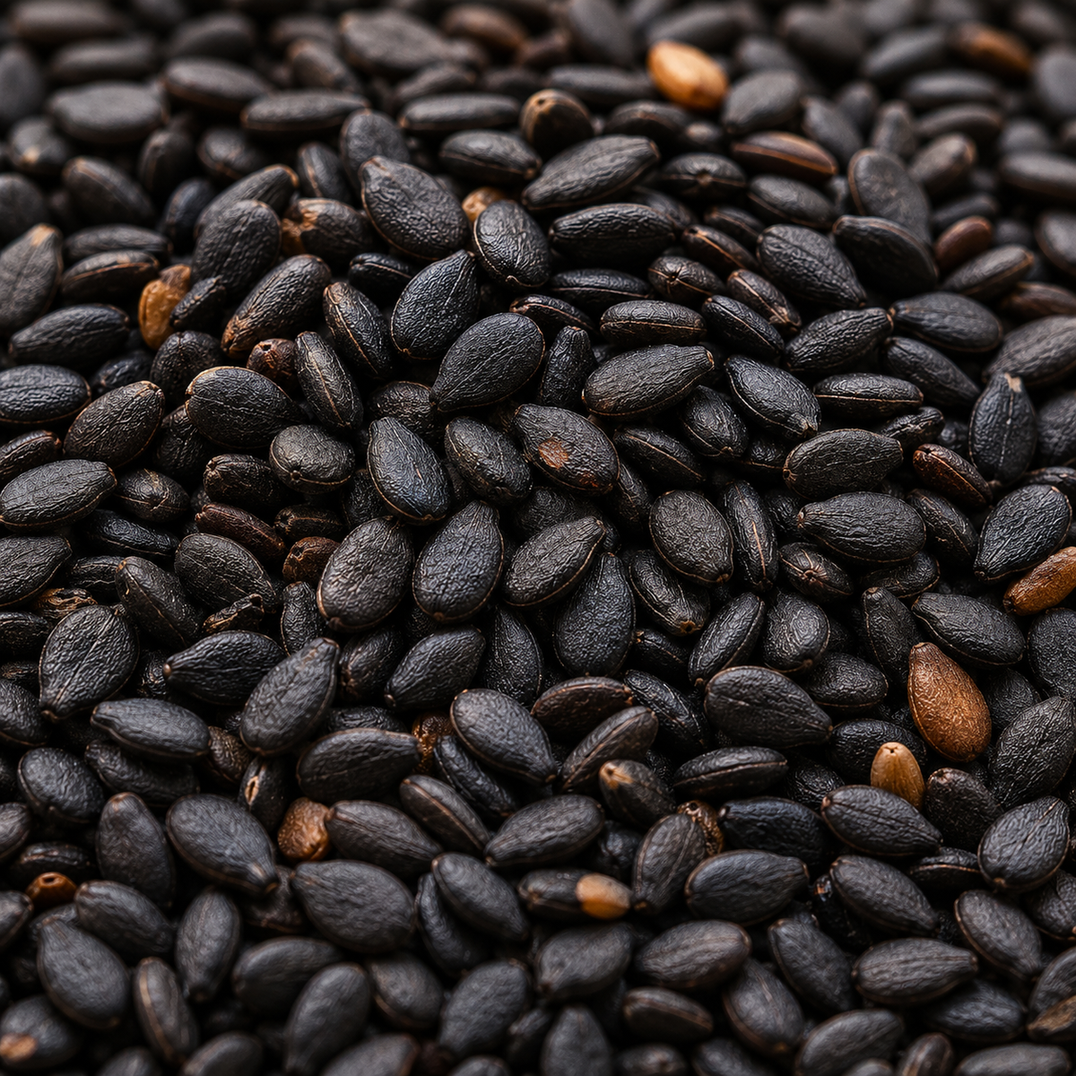 Organic Black Sesame Seeds