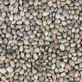 Organic Hemp Seeds