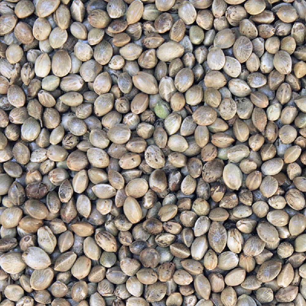 Organic Hemp Seeds