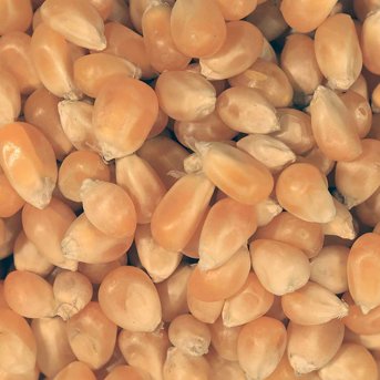 Popping Corn