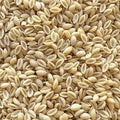 Organic Malloreddos Small Shell Pasta