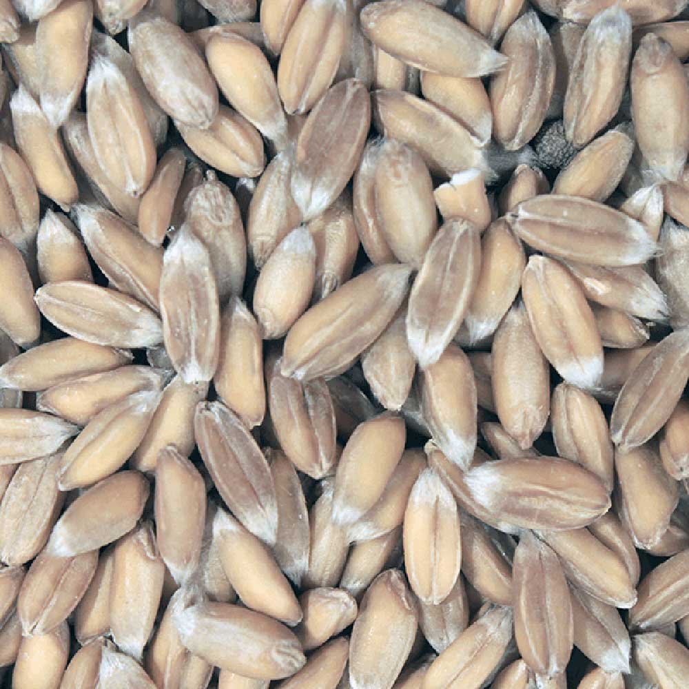 Organic Spelt Grain