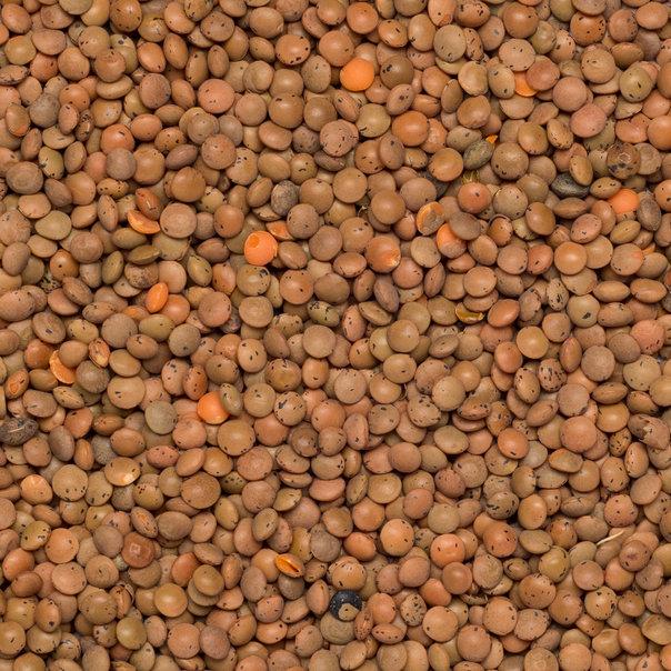 Organic Brown Lentil